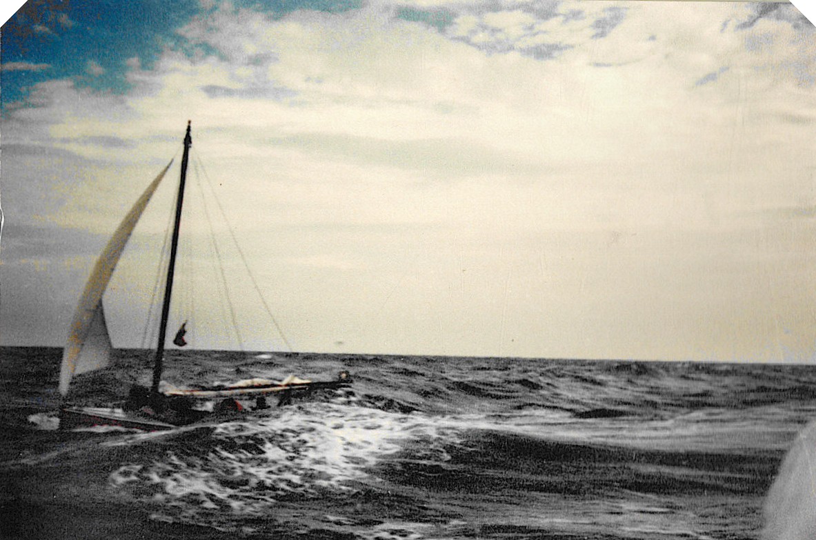 Seabird in Shamal Storm